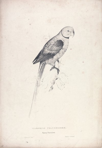 Palaeornia Columbiodes / Taubenpapagei (Tafel 31) von Edward Lear