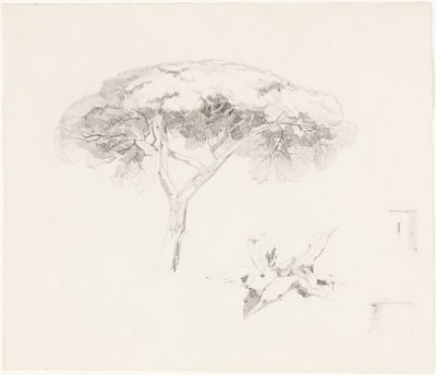 Schirmkiefer und andere Studien von Edward Lear