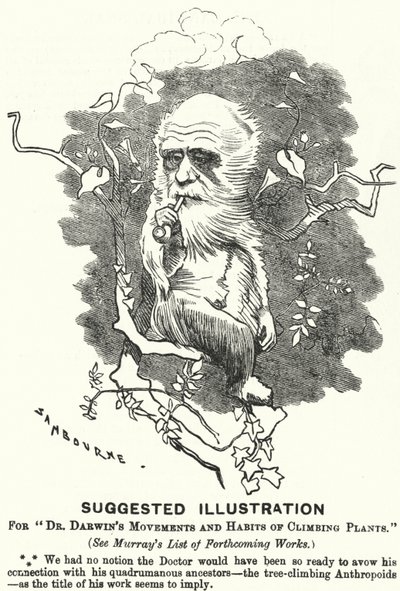 Punch-Karikatur: Vorgeschlagene Illustration für Dr. Darwins Bewegungen und Gewohnheiten von Kletterpflanzen von Edward Linley (after) Sambourne