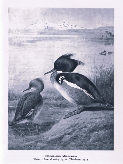 Gänsesäger, Natur in Großbritannien veröffentlicht von Collins, 1946 von Edward Neale