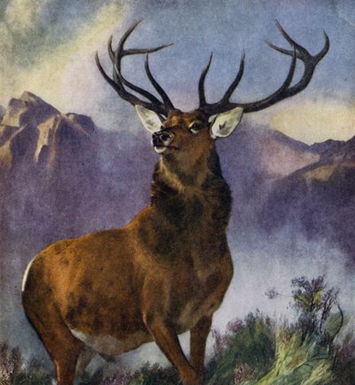 Der Monarch der Glen von Edwin (after) Landseer