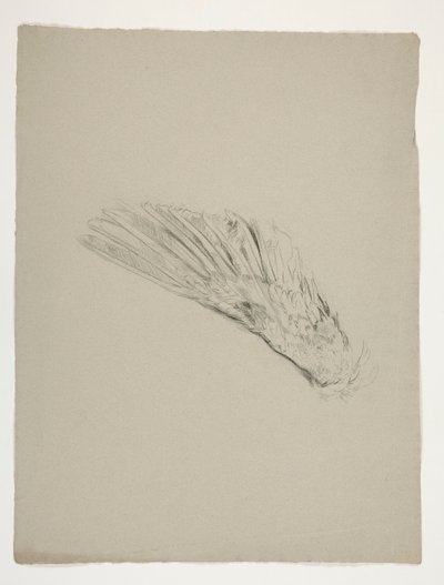 Studie eines Flügels für die Kindheit von Galahad, aus der Suche nach dem Heiligen Gral (eine Serie von fünfzehn Gemälden für die Boston Public Library, abgeschlossen 1901) von Edwin Austin Abbey