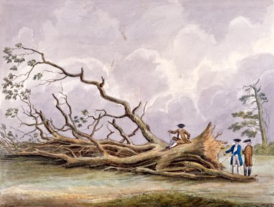 Bäume beschädigt durch einen Sturm am 15. Oktober, Roehampton, London von Edwin Edwards