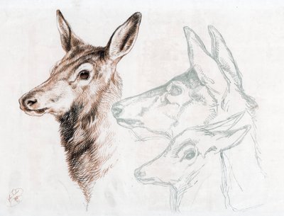 Faksimile einer Zeichnung von Sir E. Landseer, 1874 von Edwin Landseer