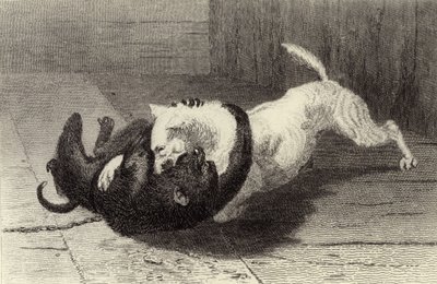Beispiel X, Hund kämpft mit Affe von Edwin Landseer