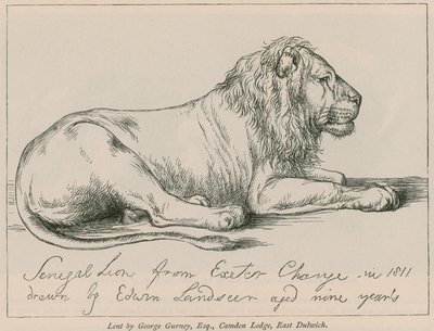 Senegallöwe aus Exeter Change von Edwin Landseer