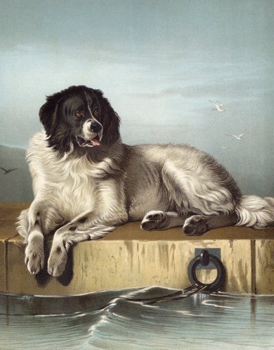 Ein herausragendes Mitglied der Humane Society von Edwin after Landseer