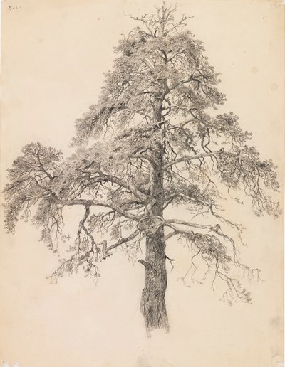 Kiefernwipfel von Eero Järnefelt