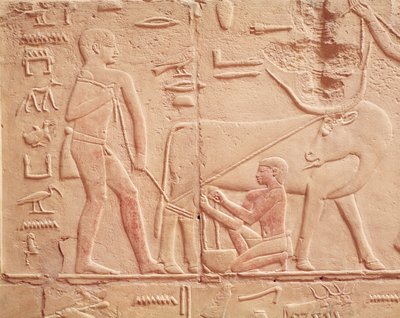 Relief, das einen Mann zeigt, der eine Kuh melkt, aus dem Mastaba von Kagemni, Altes Reich von Egyptian 6th Dynasty