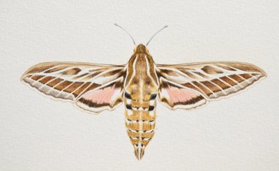 Gestreifter Falkenfalter von Eleanor Grafton