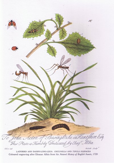 Marienkäfer und Langbein: Coccinella und Tipula Oleracea von Eleazar (after) Albin