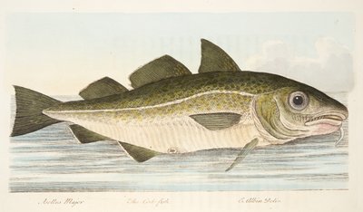 Der Kabeljau, aus Eine Abhandlung über Fische und Fischteiche, veröffentlicht 1832 von Eleazar Albin