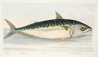 Die Makrele, aus Eine Abhandlung über Fische und Fischteiche, veröffentlicht 1832 von Eleazar Albin