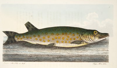 Der Hecht, aus Eine Abhandlung über Fische und Fischteiche, veröffentlicht 1832 von Eleazar Albin