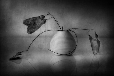 Minimalistisches botanisches Stillleben von Elena Arjona
