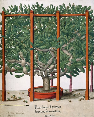 Ficus Indica Eystetten fis ex uno Folio Enata lu Xurians von Elias Gottleib Haussmann