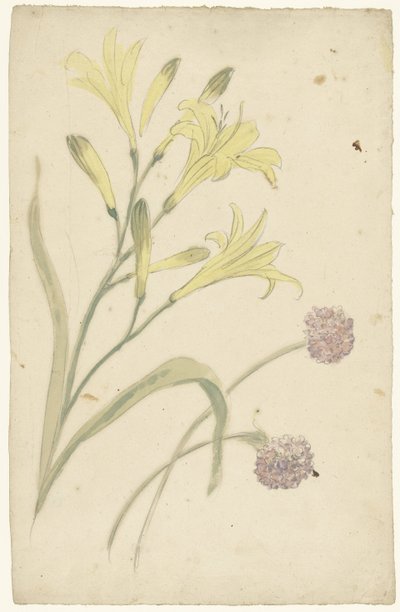 Blumenstudien einer gelben Lilie und einer blühenden Zwiebel von Elias van Nijmegen