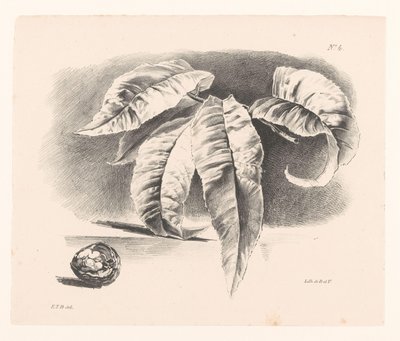 Blätter und Walnuss von Elise Therèse Daiwaille