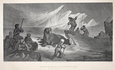 Walrossjagd vor Pikantlik, Illustration aus 