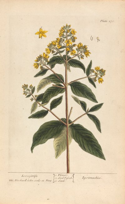 Lysimachia (Felberich), Tafel 278 aus 