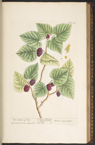 Tafel 126, aus 