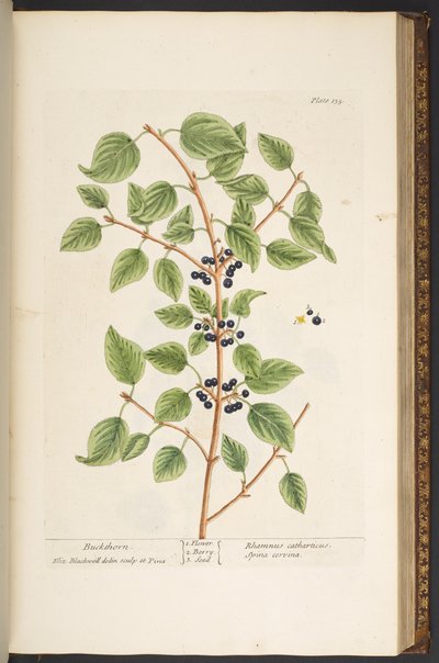 Tafel 135, aus 