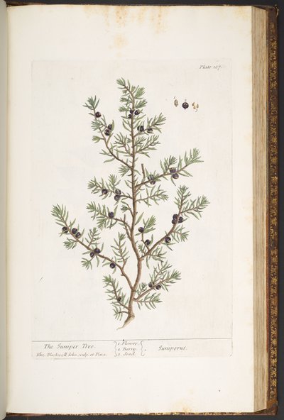 Tafel 187, Der Wacholderbaum, aus 