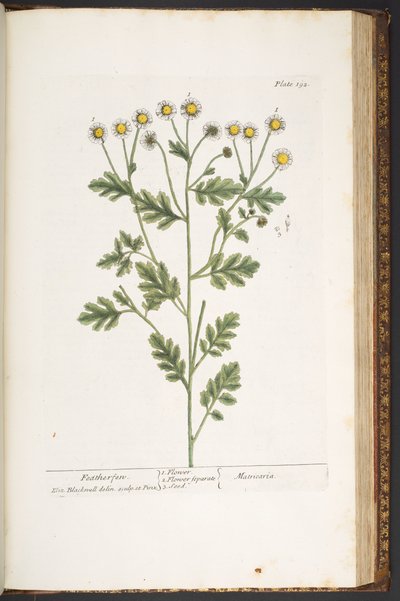 Tafel 192, aus 