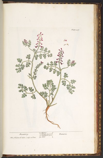 Tafel 237, Erdrauch, aus 