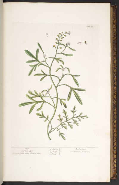 Tafel 23, Gartenkresse, aus 
