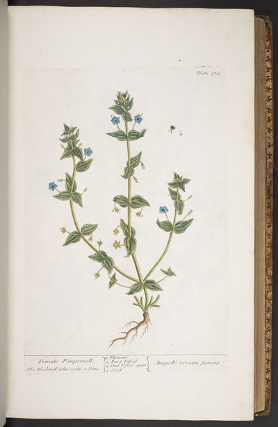 Tafel 274, aus 