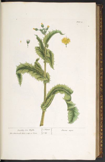 Tafel 30, Stachelige Sonndistel, aus 