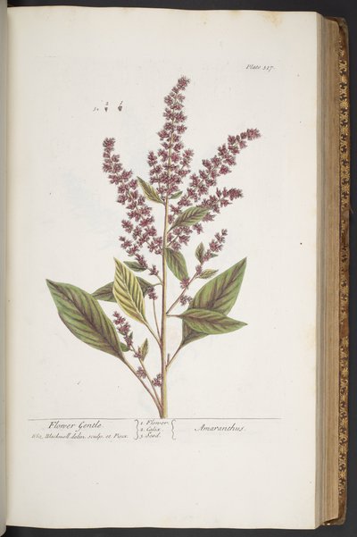 Tafel 317, Flower Gentle, oder Amaranthus, aus 
