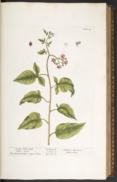 Tafel 34, Bittersüßer Nachtschatten, aus 