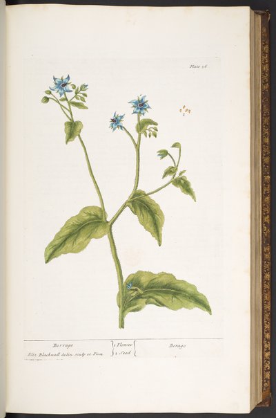 Tafel 36, Borretsch, aus 