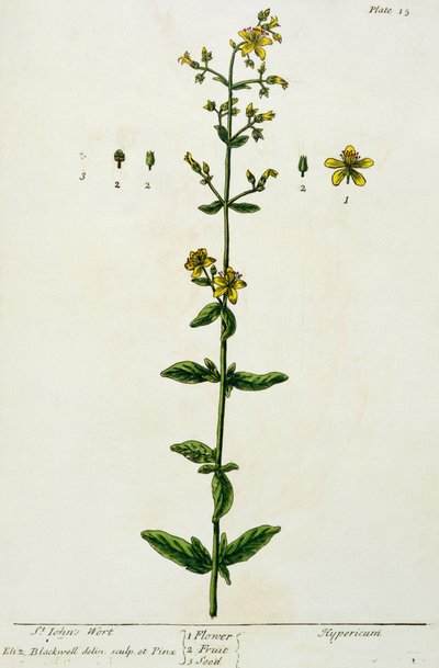 Johanniskraut, Tafel 15 aus 