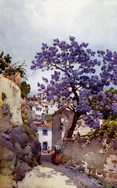 Jacarandabaum von Ella Du Cane