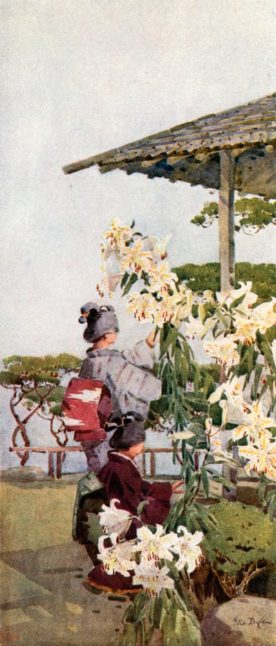 Liliun Auratum von Ella Du Cane