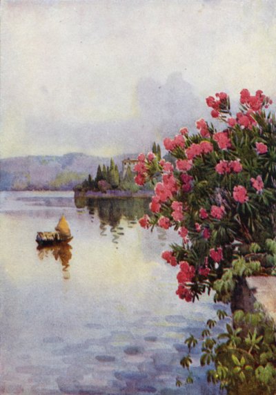 Oleander von Ella Du Cane
