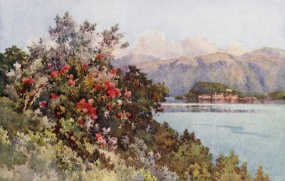 Rosen, Villa Carlotta, Lago di Como von Ella Du Cane