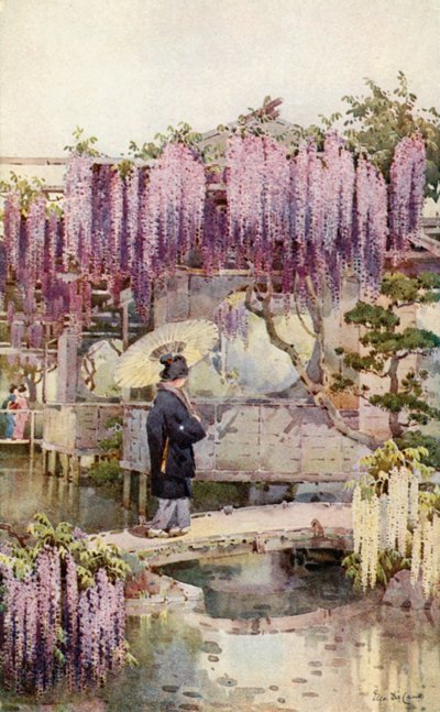 Wisteria, Kabata von Ella Du Cane