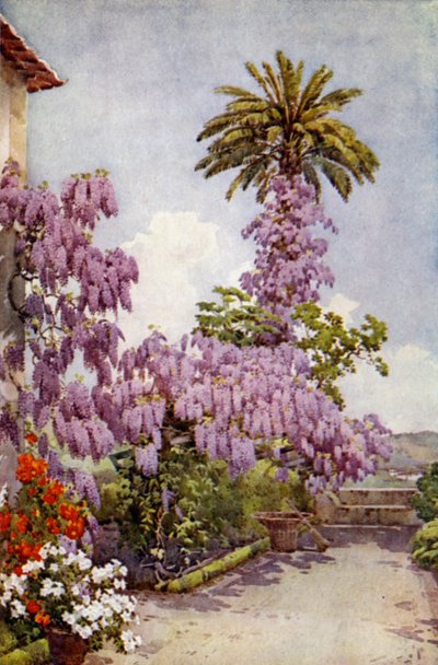 Wisteria, Quinta Da Levada von Ella Du Cane