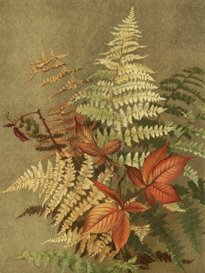 Herbstfarne von Ellen Thayer Fisher