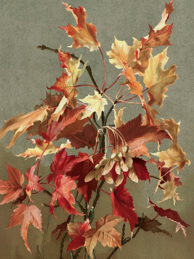 Herbstblätter, Nr. 2 (Ahorn) von Ellen Thayer Fisher