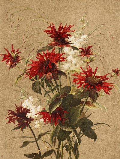 Balsam und Spiraea von Ellen Thayer Fisher