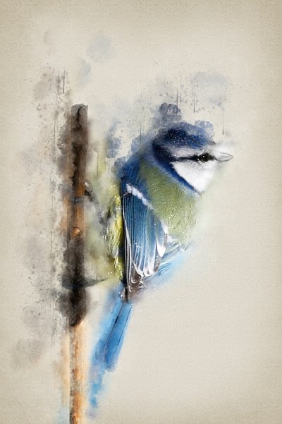 Aquarell-Blaumeise von Ema Paraschiv