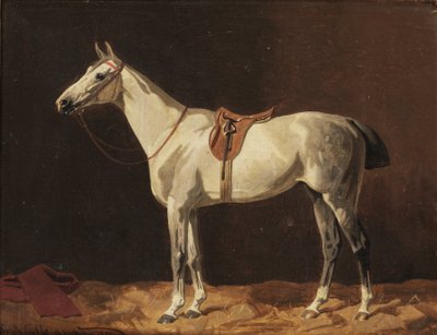 Ein gesatteltes graues Pferd wartet im Stall von Emil Volkers
