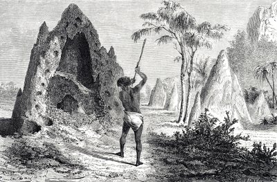 Netze der weißen Ameisen, Termiten (Gravur) von Emile Antoine Bayard