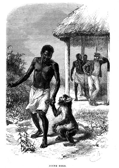 Junger Soko-Affe in Afrika. Gravur von Emile Bayard (1837-1891) zur Illustration der letzten Geschichten des Entdeckers David Livingstone von Emile Antoine Bayard