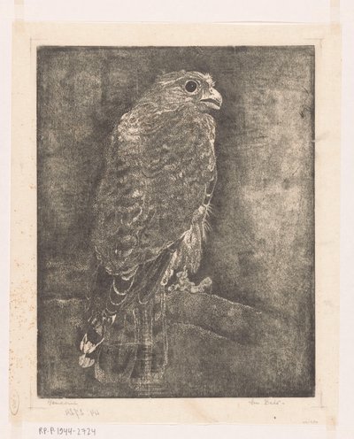 Falke auf einem Ast von Emilius Wilhelmus Dehé (signed by artist)